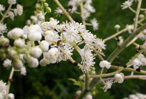 Fleur d'actée à grappes noires