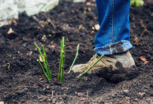 Planter un plant de rose