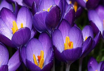 Crocuses tím