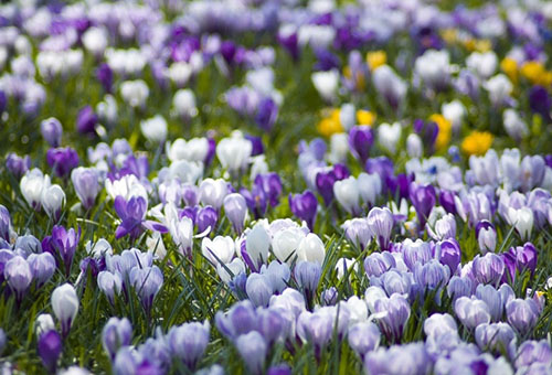 Crocus en fleurs