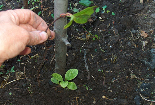 Jeune arbre de citronnelle