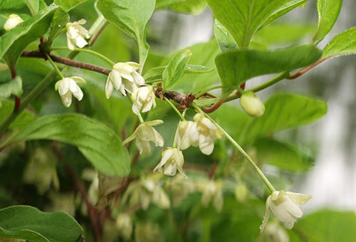 Citronnelle en fleurs