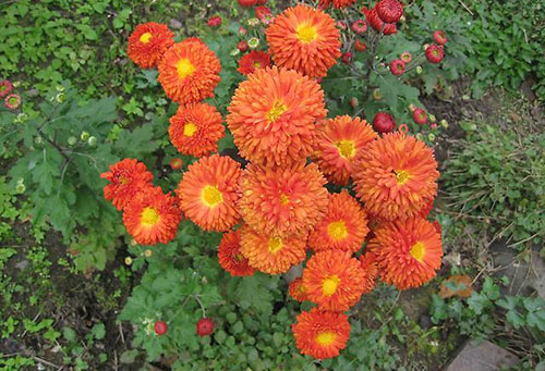 Chrysanthèmes en plein champ