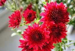 Chrysanthèmes rouges