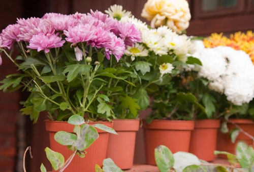 Chrysanthèmes en pots