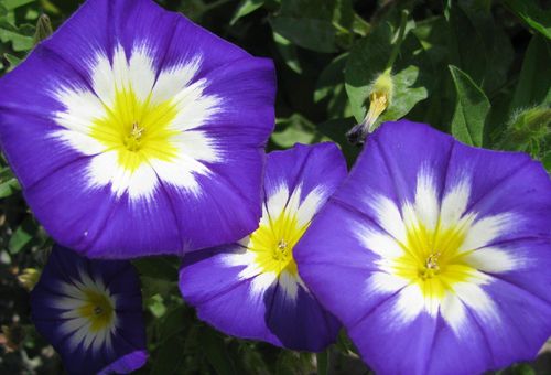 Ipomoea tricolore