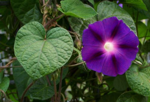 Ipomoea purpurea