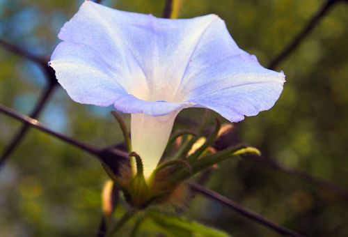 gloire du matin noctiflora moonflower