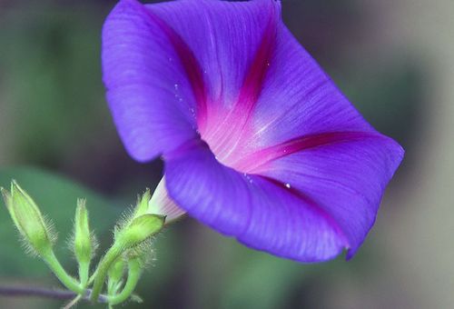 Ipomoea tricolore