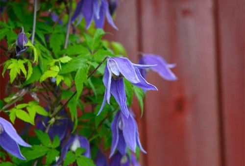 Prince Alpine avec fleurs violettes