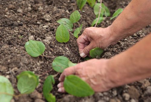 Planter des fleurs