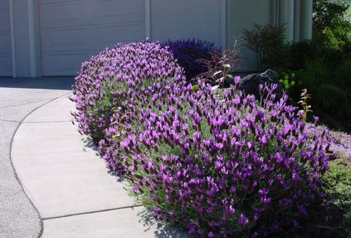 lavendel på deras sommarstuga