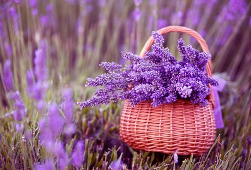 lavande dans un panier