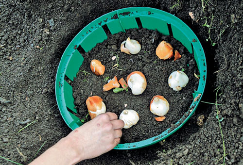 Planter des tulipes dans le panier à bulbes