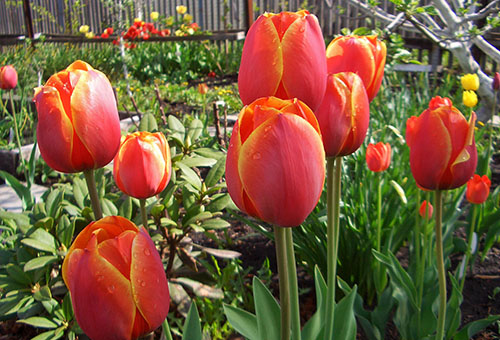 Tulipes en fleurs