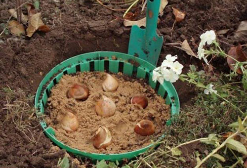 Bulbes de tulipes dans un panier spécial