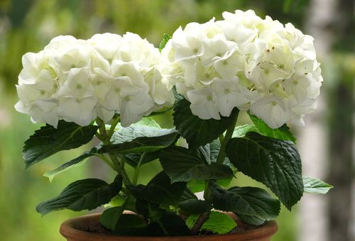 hortensia blanc