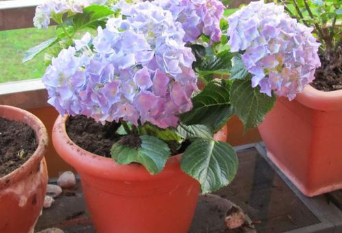 hortensia lilas