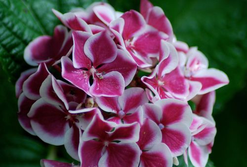 hortensia coloré