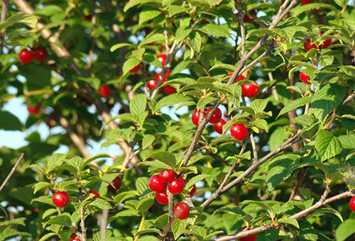 Cerise en feutre