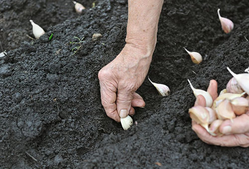 Planter de l'ail d'hiver