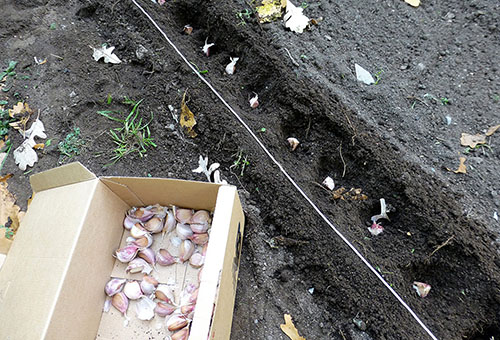 Planter de l'ail au printemps