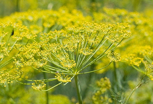 Fenouil en fleurs