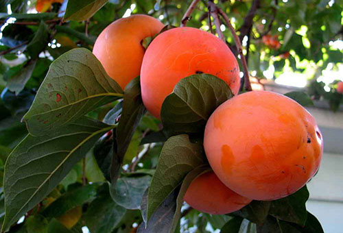 Fruit de kaki sur une branche