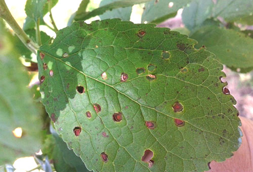 Feuille de prunier cerise endommagée