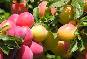 Fruits de prune cerise sur les branches