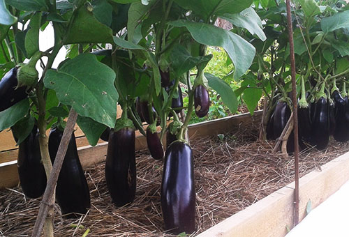 Aubergine dans un jardin chaleureux