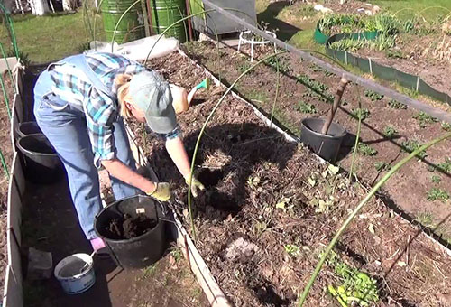 Préparer le site d'aubergines