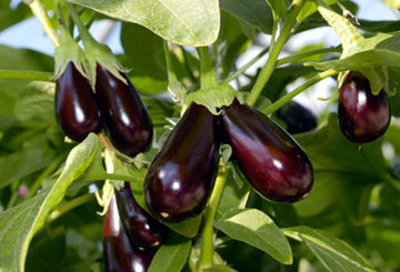 Mognad aubergine