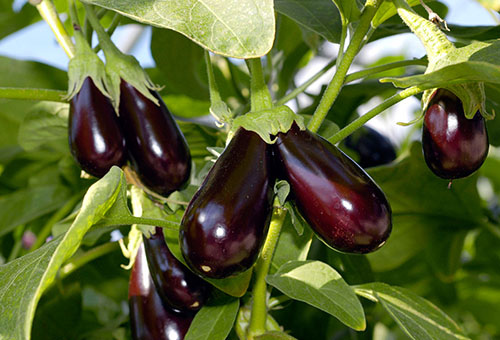 La maturation de l'aubergine