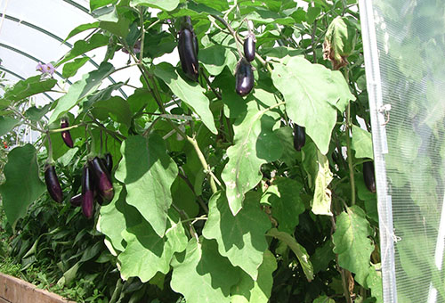 Feuilles d'aubergines endommagées