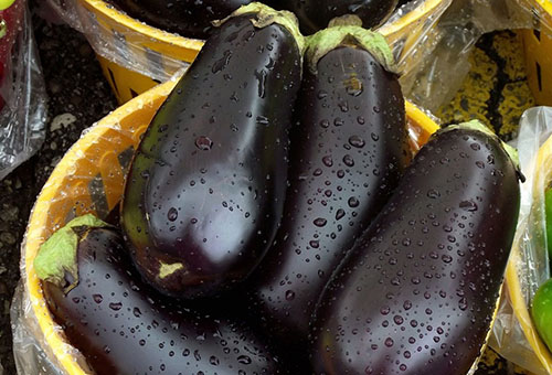 Récolte d'aubergines