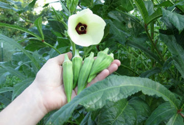 Okra blomma och frukt