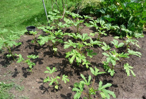 Okra dans leur chalet d'été