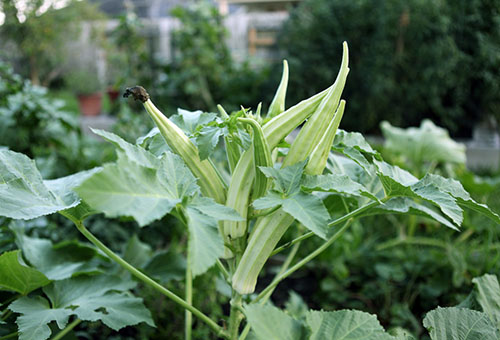 Okra aux fruits mûrs