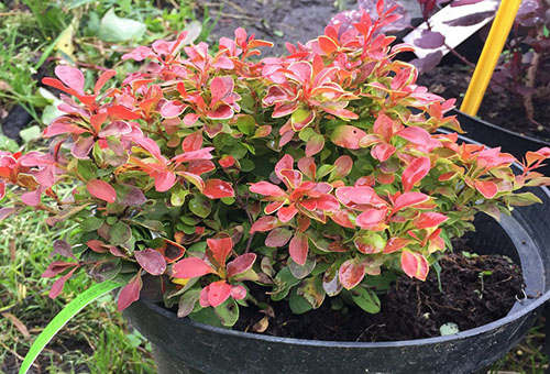 Sapling of barberry Thunberg