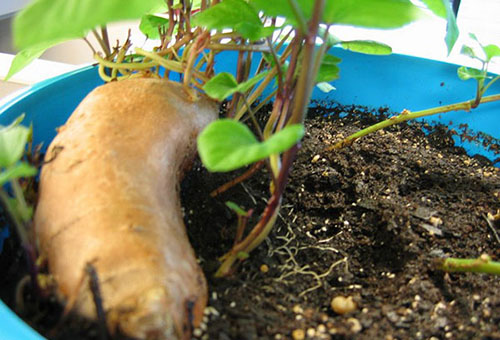 Faire germer un tubercule de patate douce