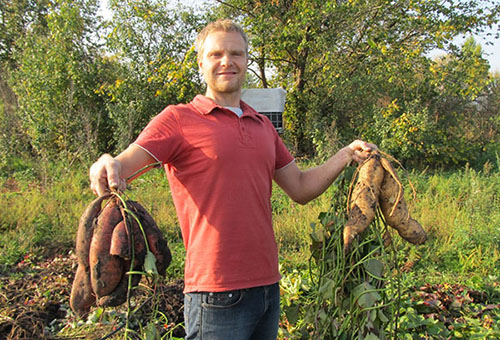 Récolter des patates douces