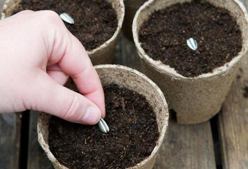 Planter un tournesol