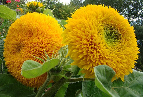 Tournesols décoratifs