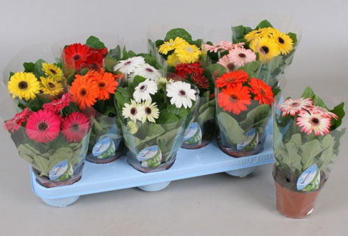 Gerberas maison avec des pots