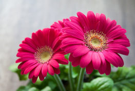 Gerbera Jameson