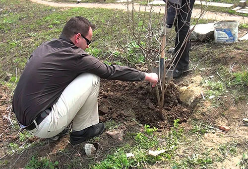 Planter un buisson de viorne Buddenezh