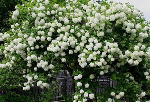 Viburnum en fleurs Buldenezh