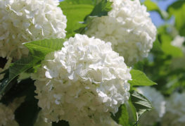 Inflorescences de Viburnum Buldenezh