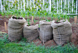 Pommes de terre poussant dans des sacs